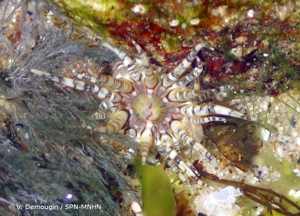 <i>Aulactinia verrucosa</i> (Pennant, 1777) © V. Demougin / SPN-MNHN