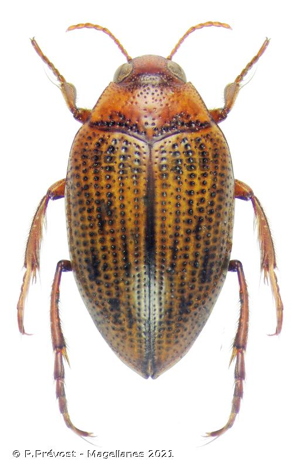 <i>Haliplus fulvus</i> (Fabricius, 1801) © P.Prévost - Magellanes 2021