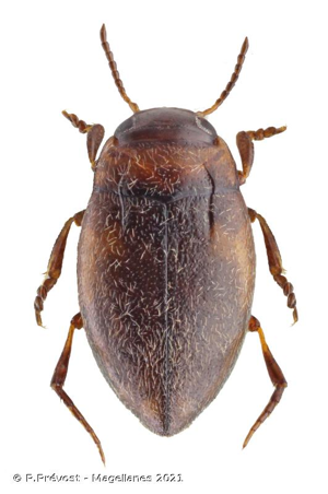 <i>Bidessus unistriatus</i> (Goeze, 1777) © P.Prévost - Magellanes 2021