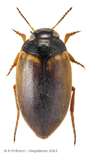 <i>Hydroporus pubescens</i> (Gyllenhal, 1808) © P.Prévost - Magellanes 2021