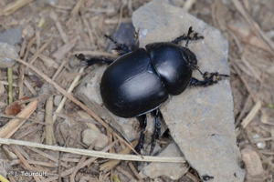 <i>Trypocopris vernalis</i> (Linnaeus, 1758) © J. Touroult
