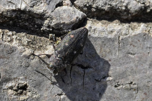 <i>Chrysobothris affinis</i> (Fabricius, 1794) © J. Touroult
