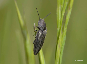 <i>Cidnopus pilosus</i> (Leske, 1785) © J. Touroult