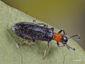 <i>Tillus elongatus</i> (Linnaeus, 1758) © J. Touroult