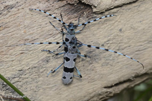 <i>Rosalia alpina</i> (Linnaeus, 1758) © J. Touroult