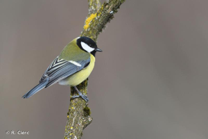 <i>Parus major</i> Linnaeus, 1758 © R. Clerc