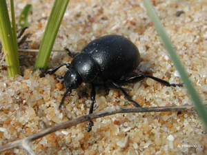<i>Timarcha maritima</i> Perris, 1855 © A. Horellou