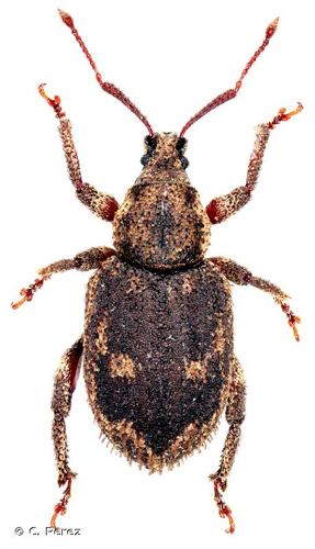 <i>Caenopsis fissirostris</i> (Walton, 1847) © C. Perez