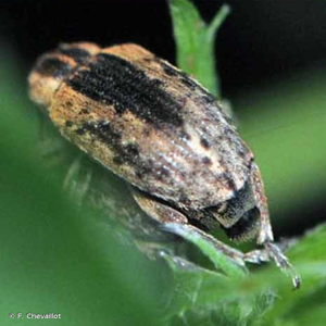 <i>Hypera postica</i> (Gyllenhal, 1813) © F. Chevaillot