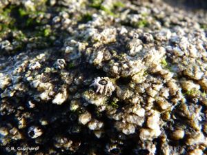 <i>Chthamalus stellatus</i> (Poli, 1791) © B. Guichard