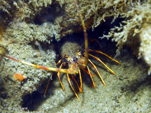 <i>Palinurus elephas</i> (Fabricius, 1787) © B. Guichard