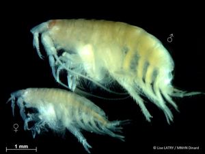 <i>Bathyporeia guilliamsoniana</i> (Spence Bate, 1857) © L. Latry - MNHN Dinard
