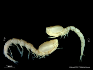 <i>Eocuma dollfusi</i> Calman, 1907 © L. Latry - MNHN Dinard