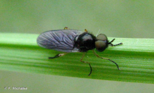 <i>Beris chalybata</i> (Forster, 1771) © F. Michalke
