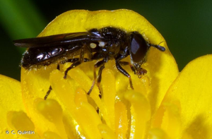 <i>Heringia heringi</i> (Zetterstedt, 1843) © C. Quintin