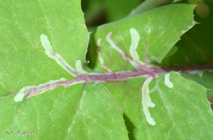 <i>Liriomyza strigata</i> (Meigen, 1830) © C. Quintin