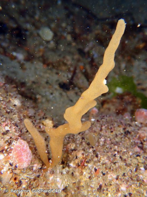 <i>Alcyonidium gelatinosum</i> (Linnaeus, 1761) © Benjamin Guichard/OFB