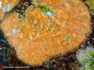 <i>Schizomavella </i>(<i>Schizomavella</i>)<i> linearis</i> (Hassall, 1841) © Benjamin Guichard/OFB
