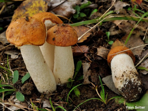 <i>Leccinum aurantiacum</i> (Bull.) Gray, 1821 © Y. Sellier
