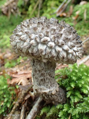 <i>Strobilomyces strobilaceus</i> (Scop.) Berk., 1851 © H. TINGUY
