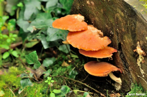 <i>Rhodotus palmatus</i> (Bull.) Maire, 1926 © Y. Sellier