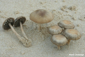 <i>Psathyrella ammophila</i> (Durieu & Lév.) P.D.Orton, 1960 © R. Chalange