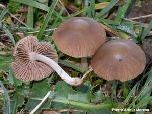 <i>Psathyrella clivensis</i> (Berk. & Broome) P.D.Orton, 1960 © PA. Moreau